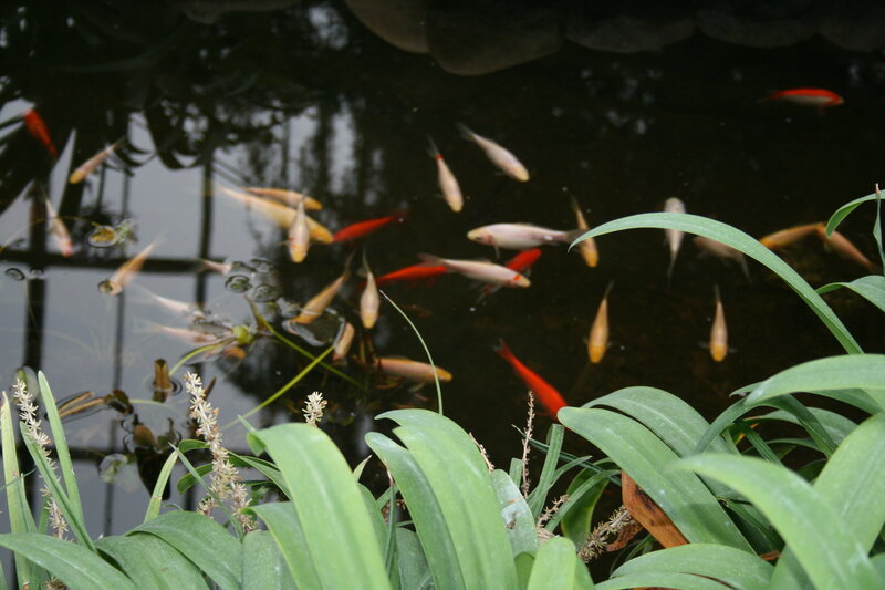 Goldfish in Pond — Green, Calm