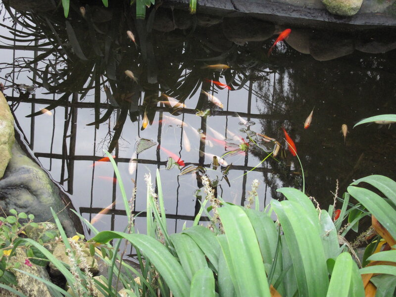 Goldfish in Pond — Green, Serene, Afternoon