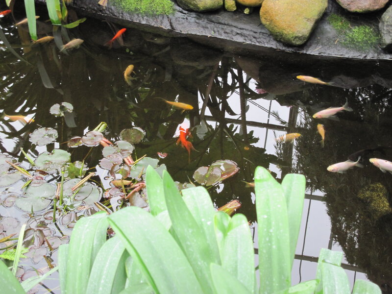 Goldfish in Pond — Green, Serene, Photograph