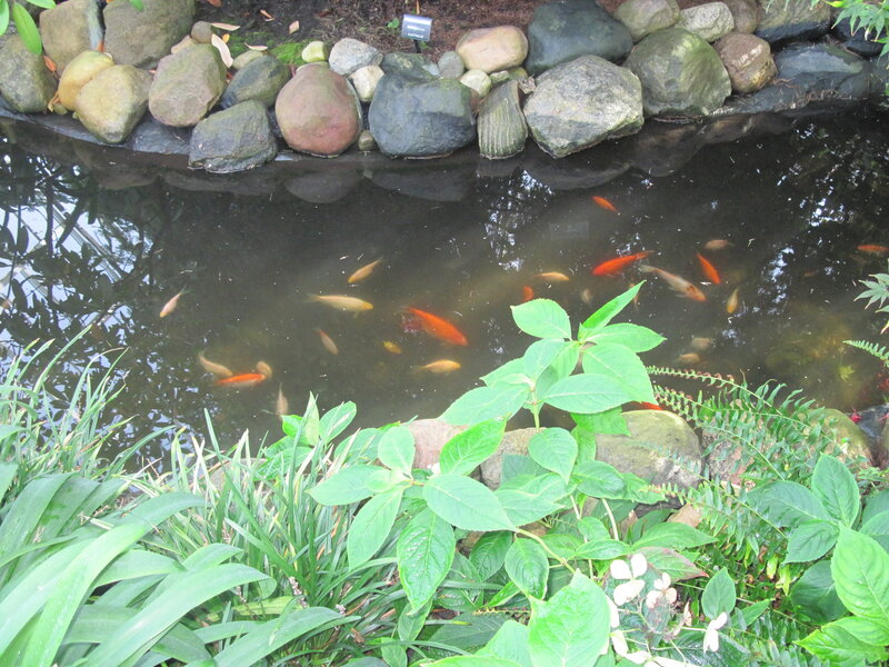 Goldfish in Pond — Green