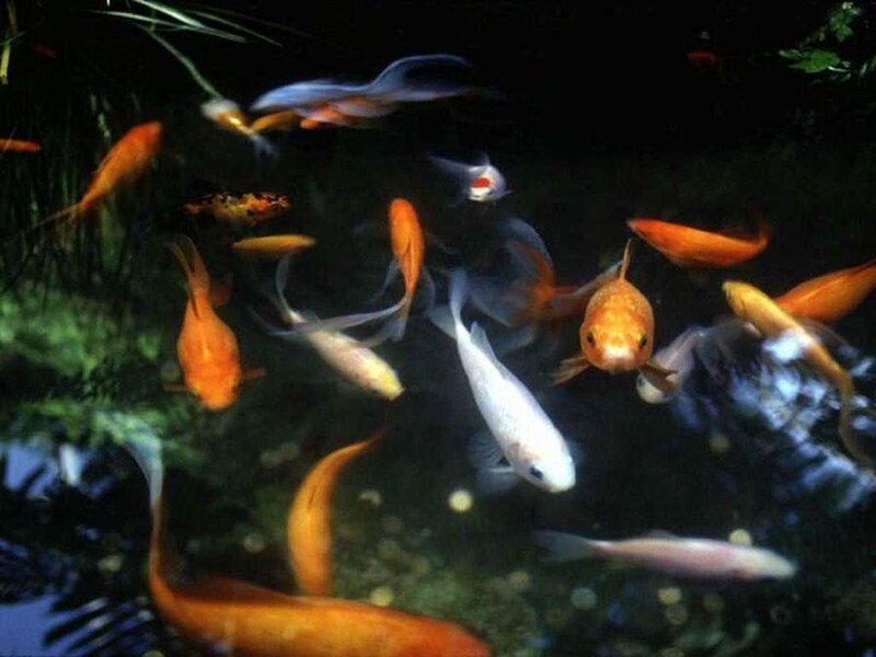 Goldfish in Pond — Orange