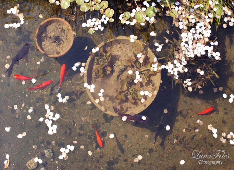Goldfish in Pond — Red