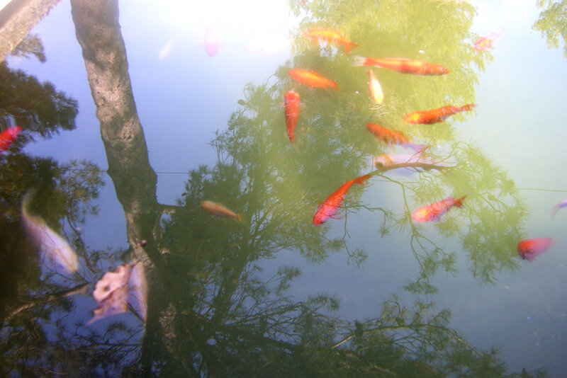 Goldfish in Pond