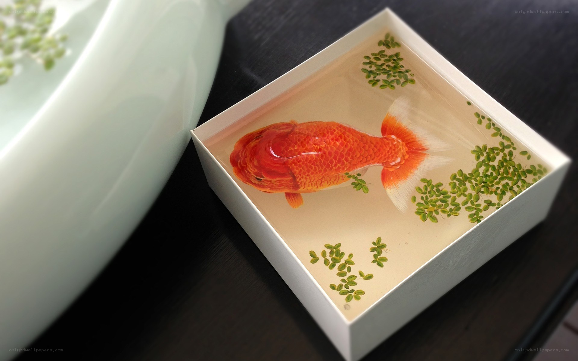 Goldfish in resin box