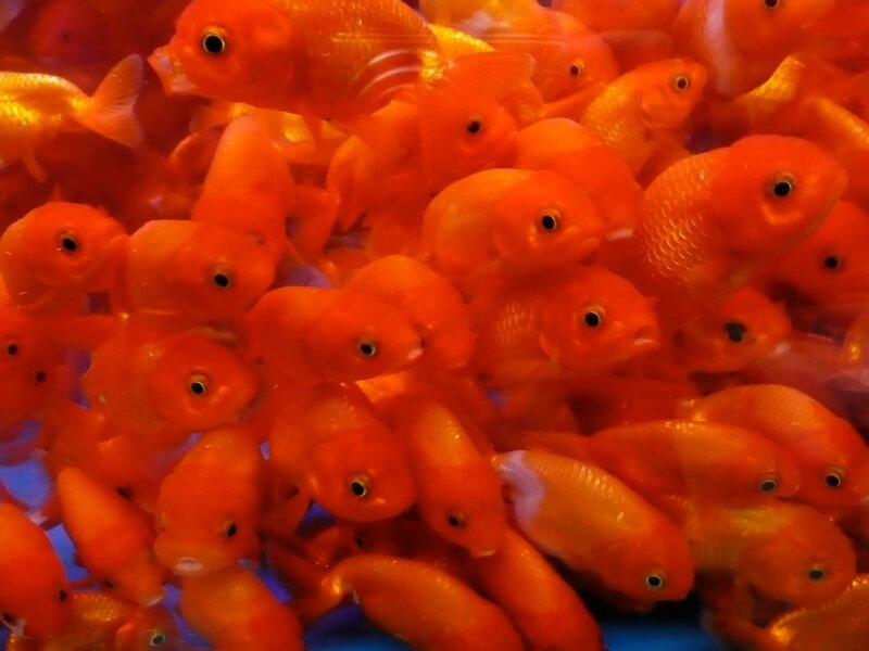 Goldfish in Tank