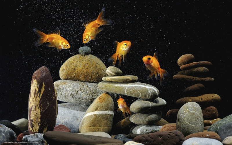 Goldfish in Water — Black, Serene