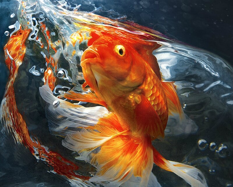 Goldfish in Water — Orange