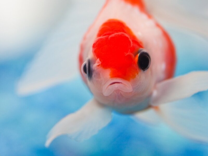 Goldfish in Water — Red