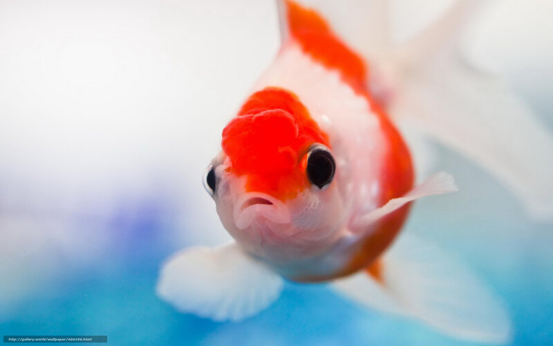 Goldfish in Water — White, Calm
