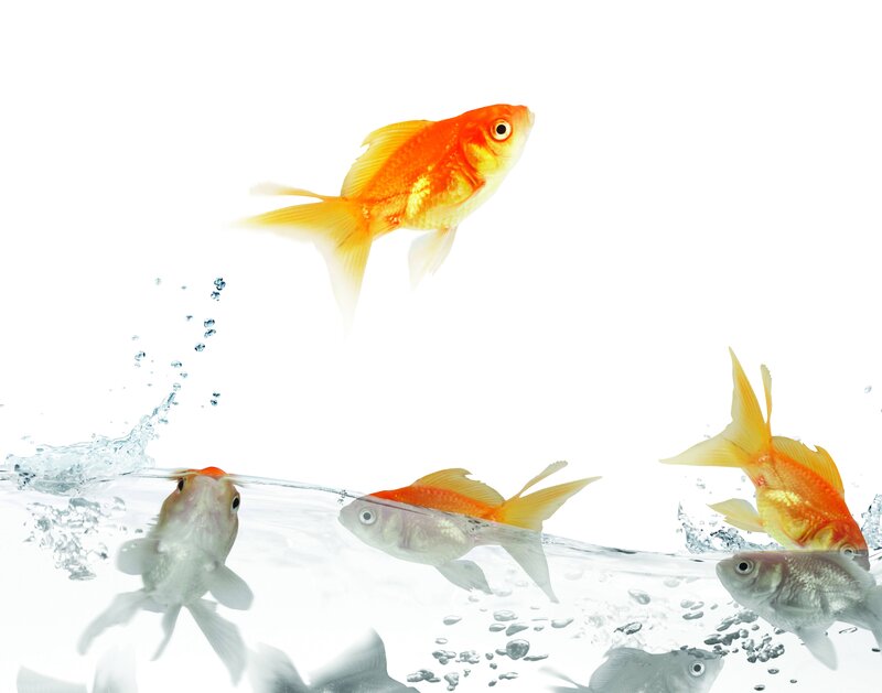 Goldfish in Water — White