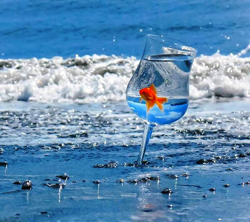 Goldfish in Wine Glass — Blue