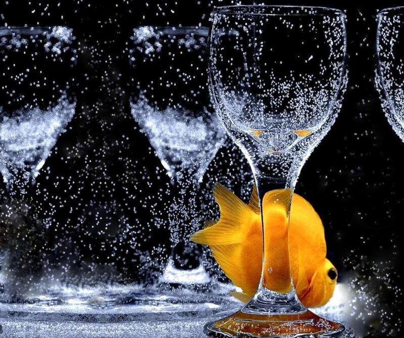 Goldfish in Wine Glass — Yellow