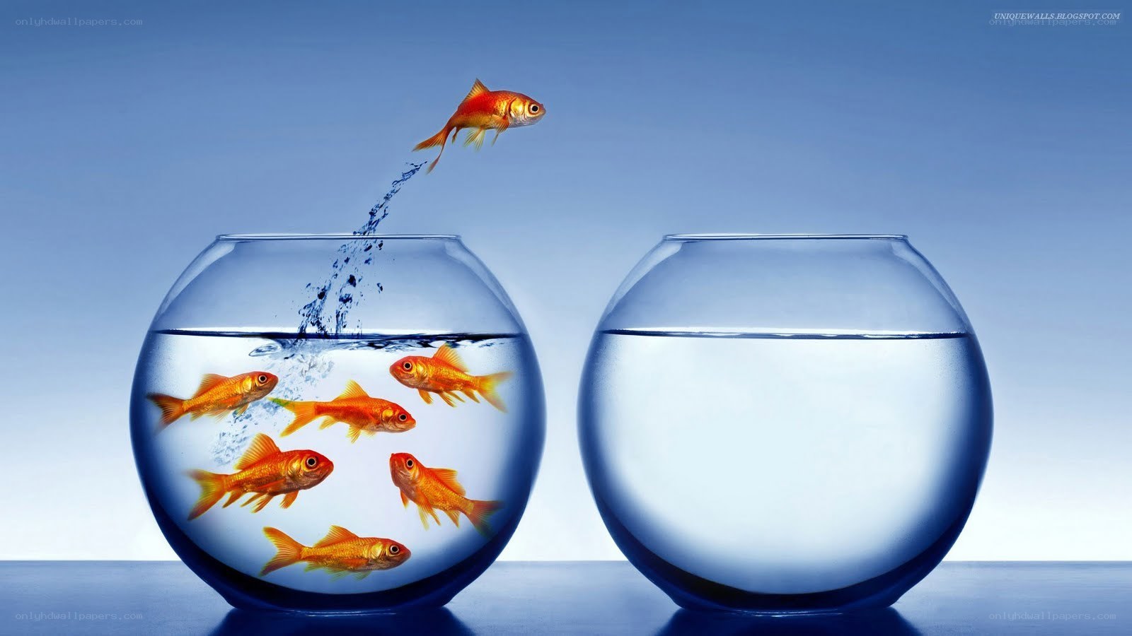 goldfish jumping between bowls