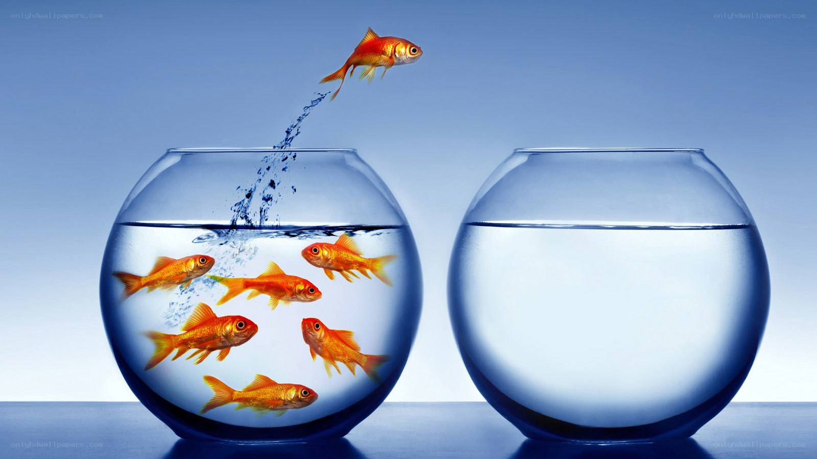 goldfish jumping between bowls