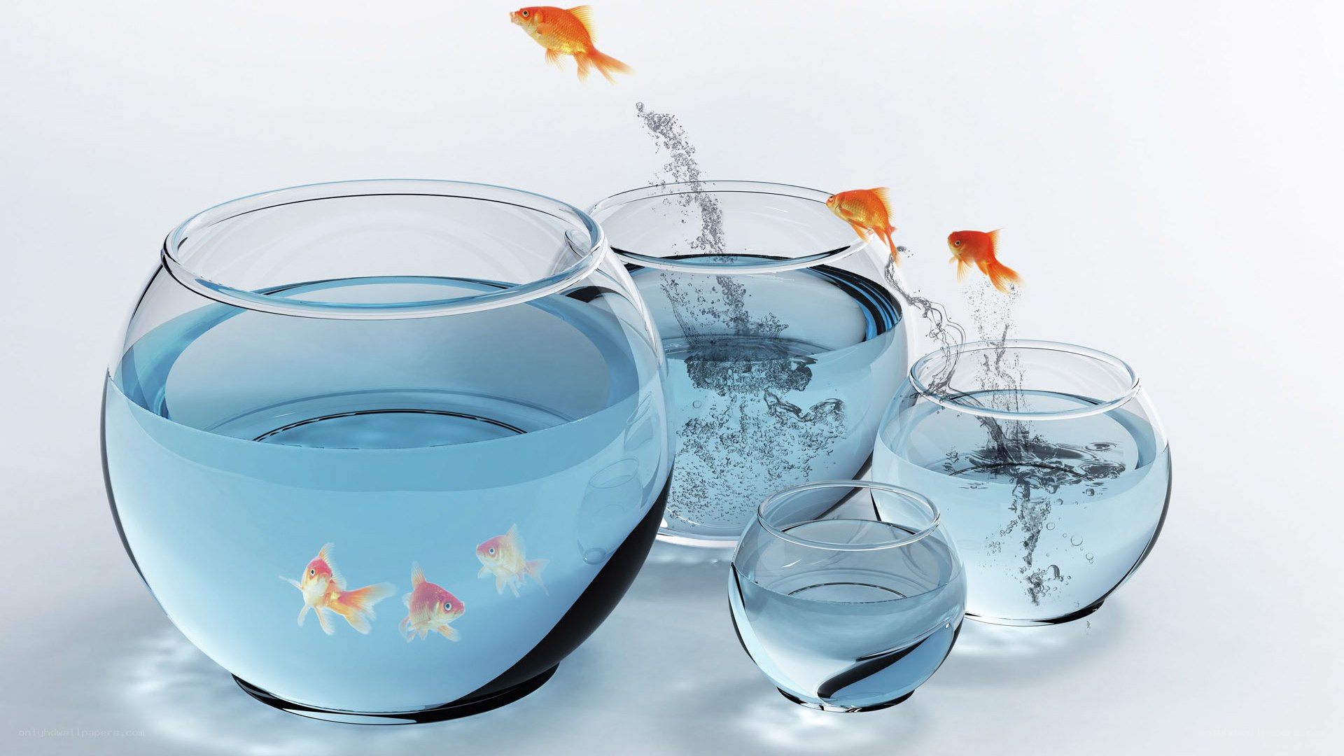 goldfish jumping between bowls