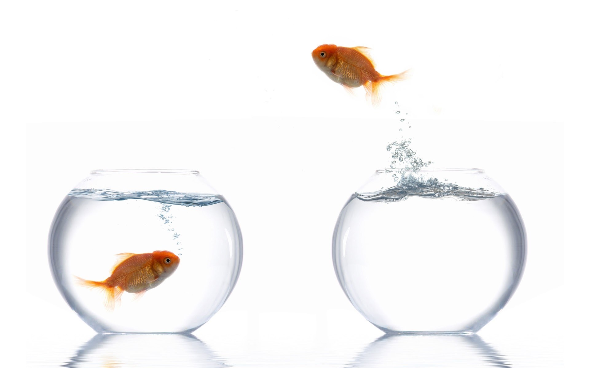 goldfish jumping between bowls