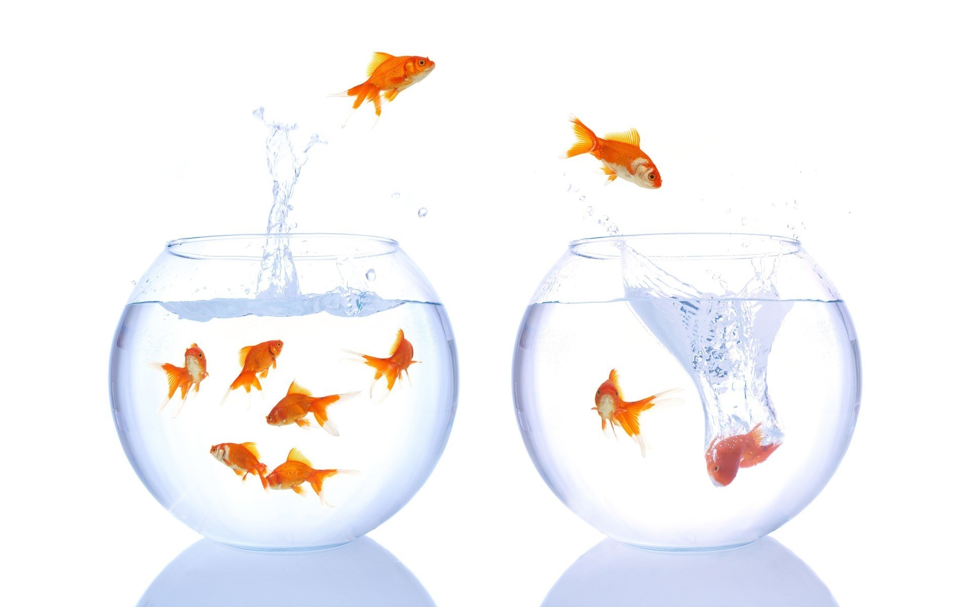 goldfish jumping between bowls