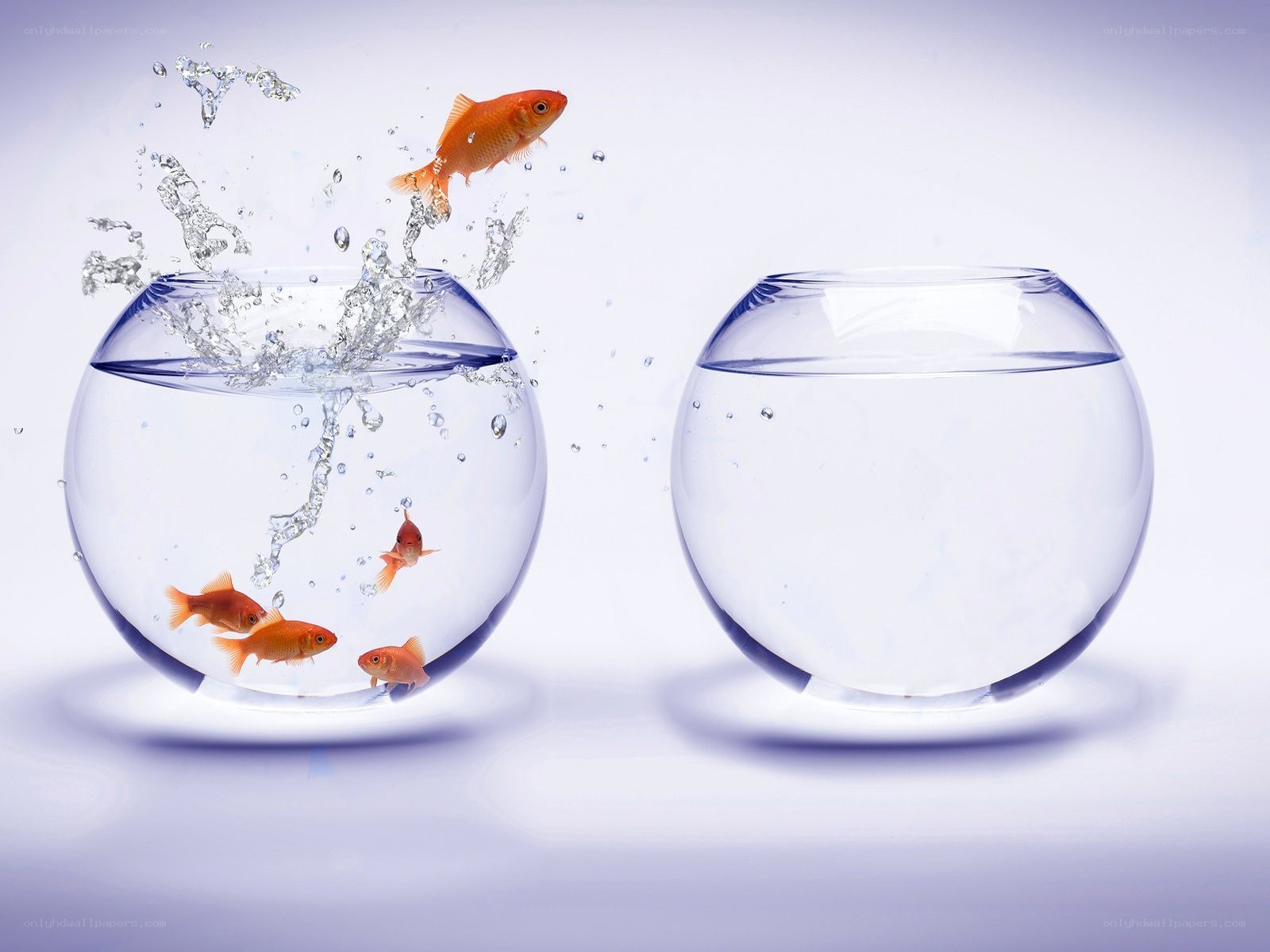 goldfish jumping between bowls