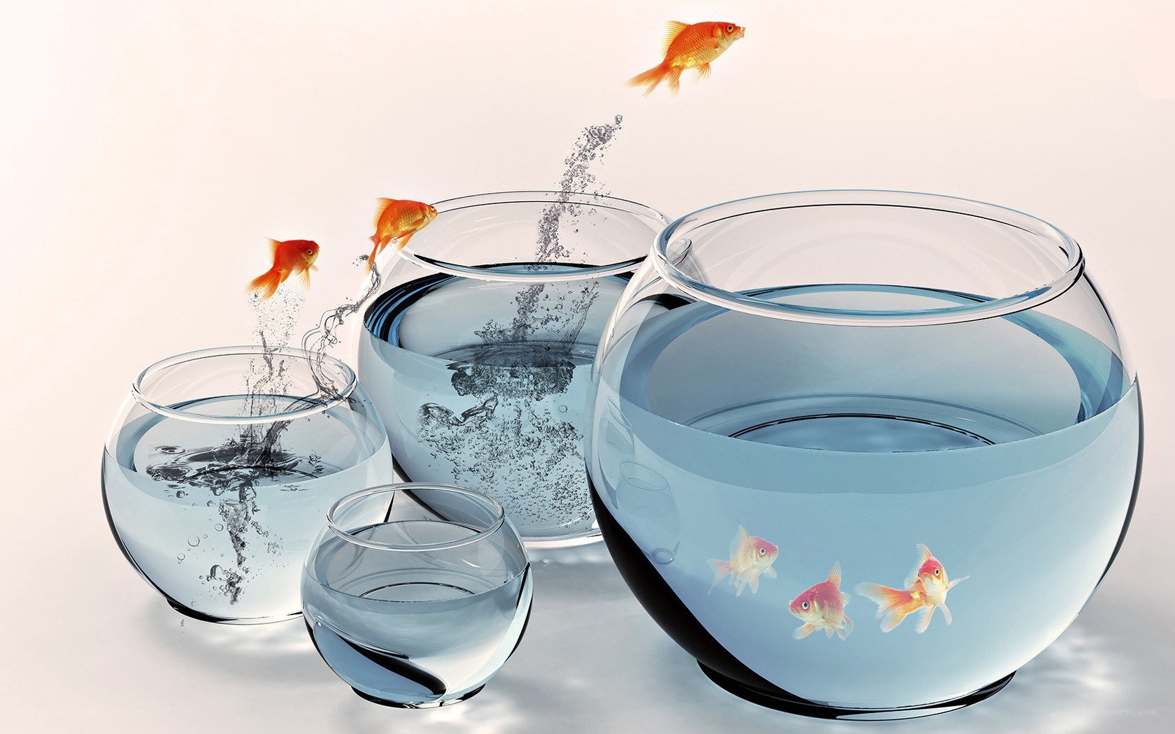 goldfish jumping between bowls