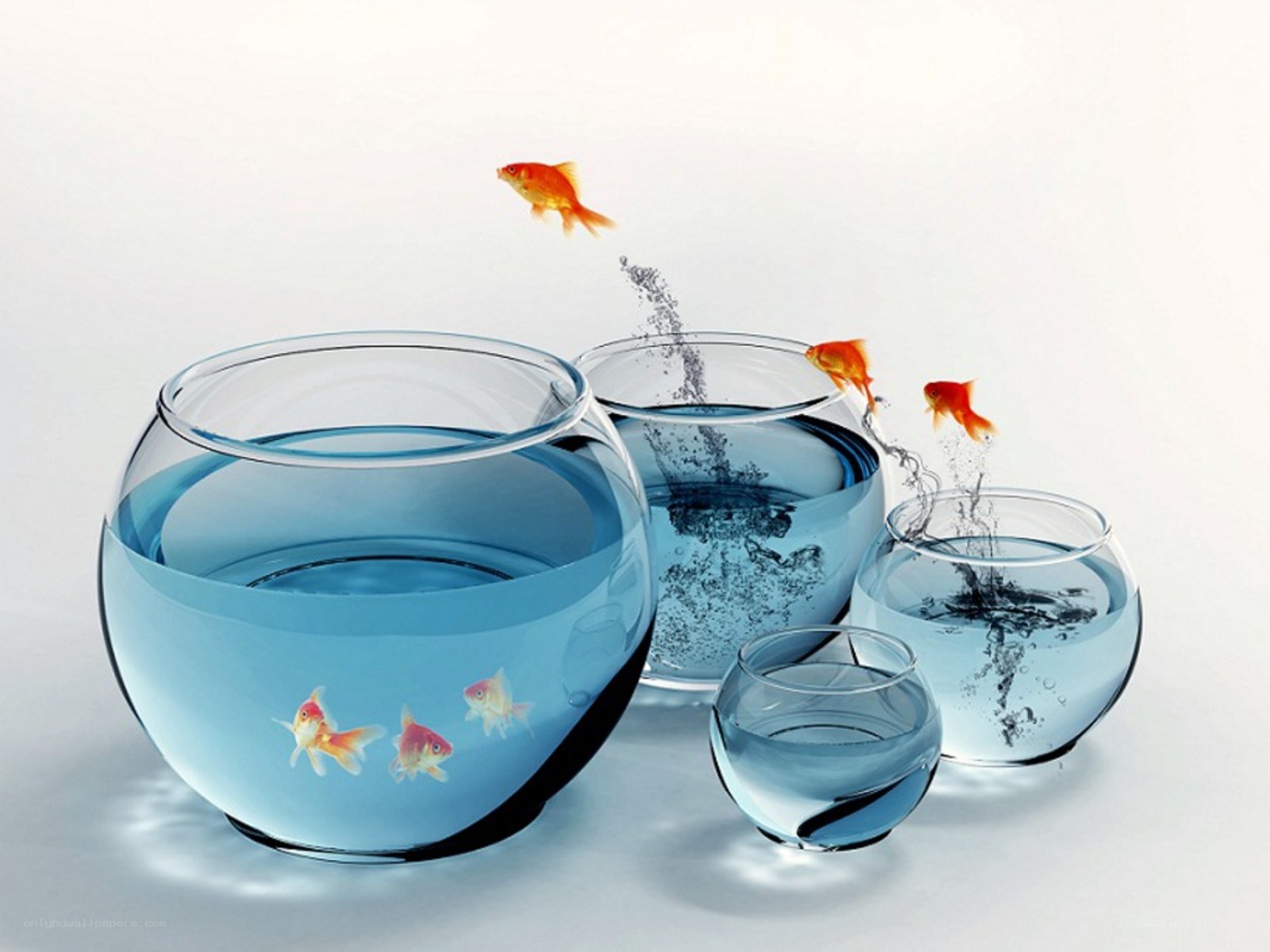 goldfish jumping between bowls