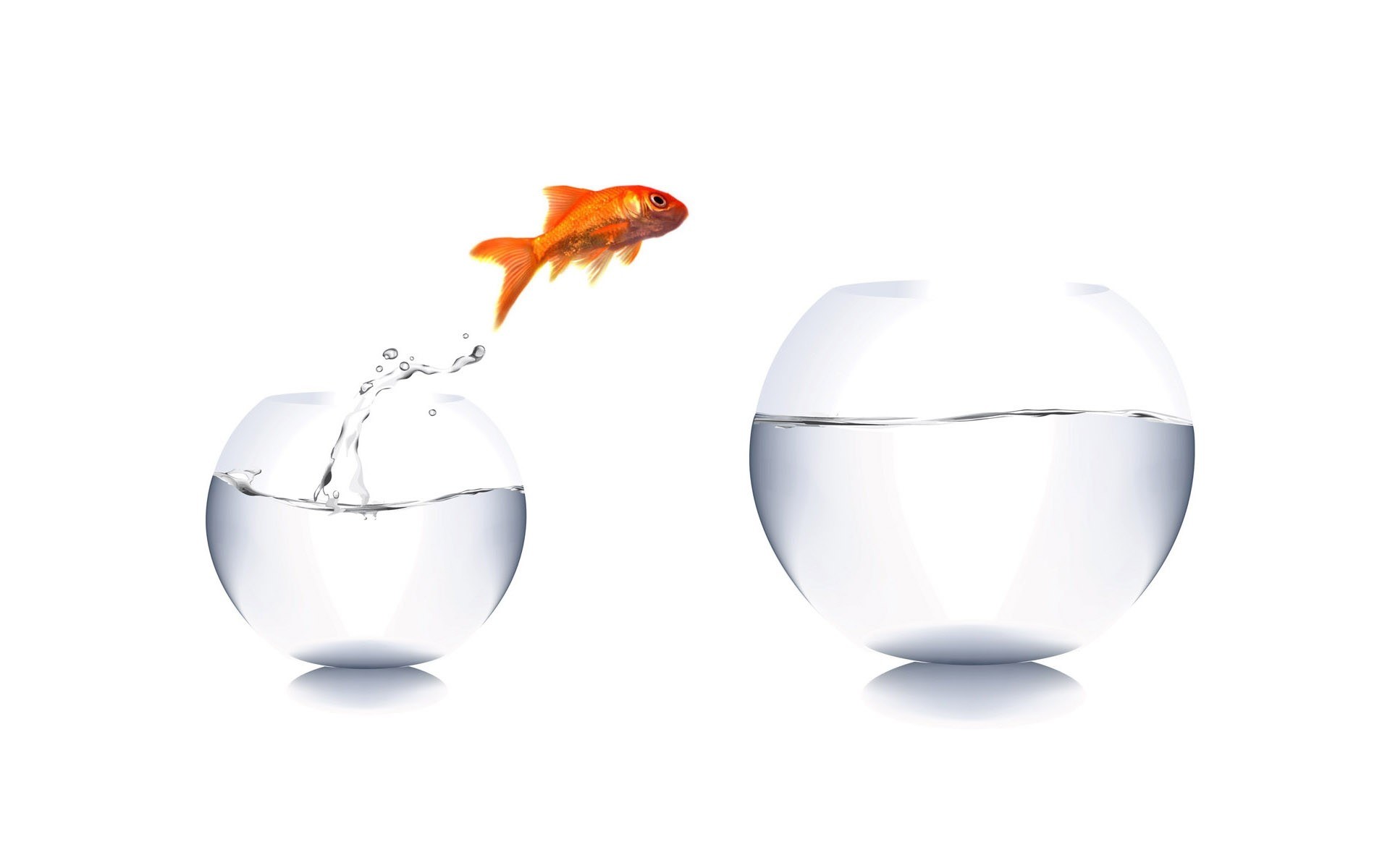 goldfish jumping between bowls