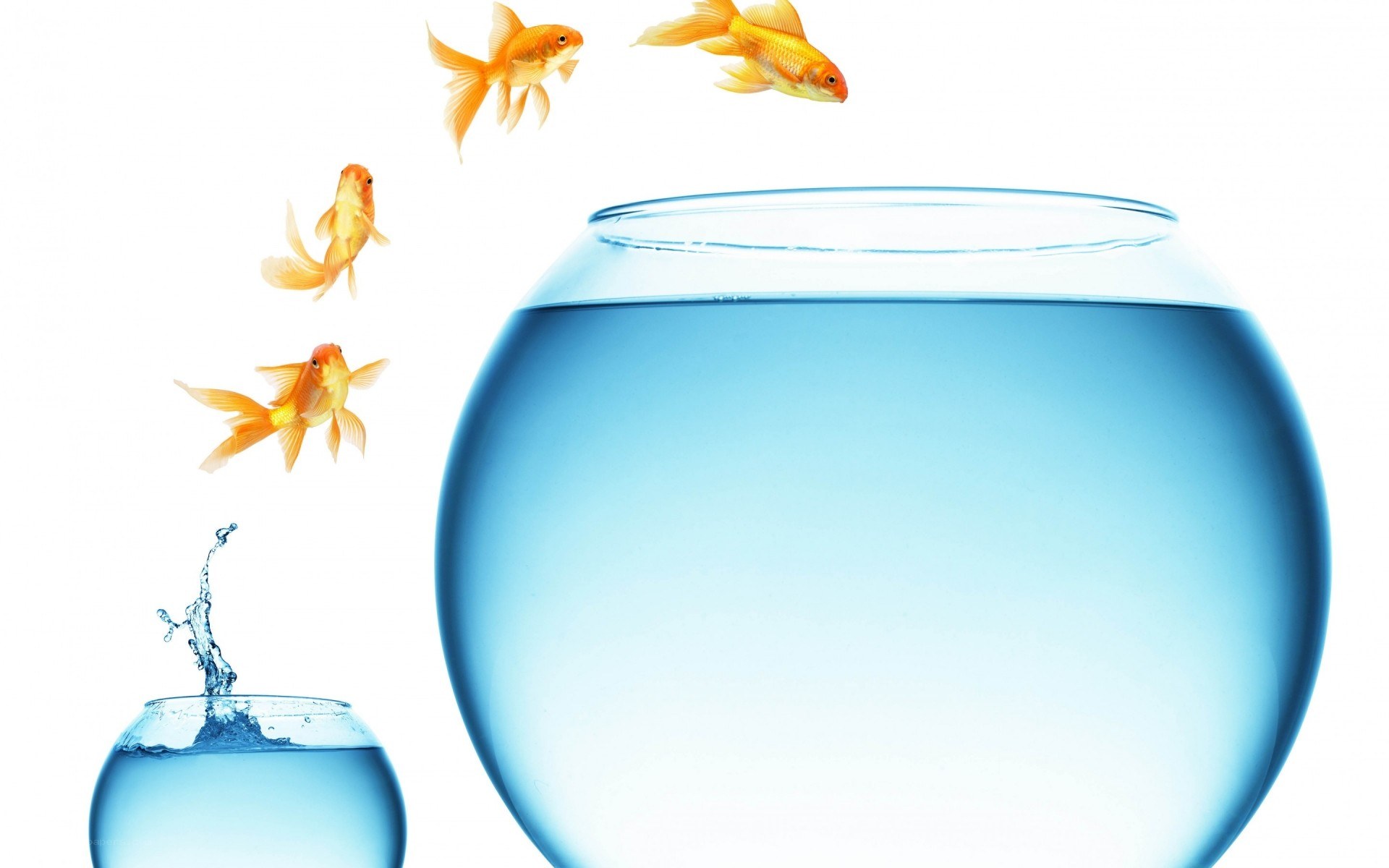 goldfish jumping between bowls