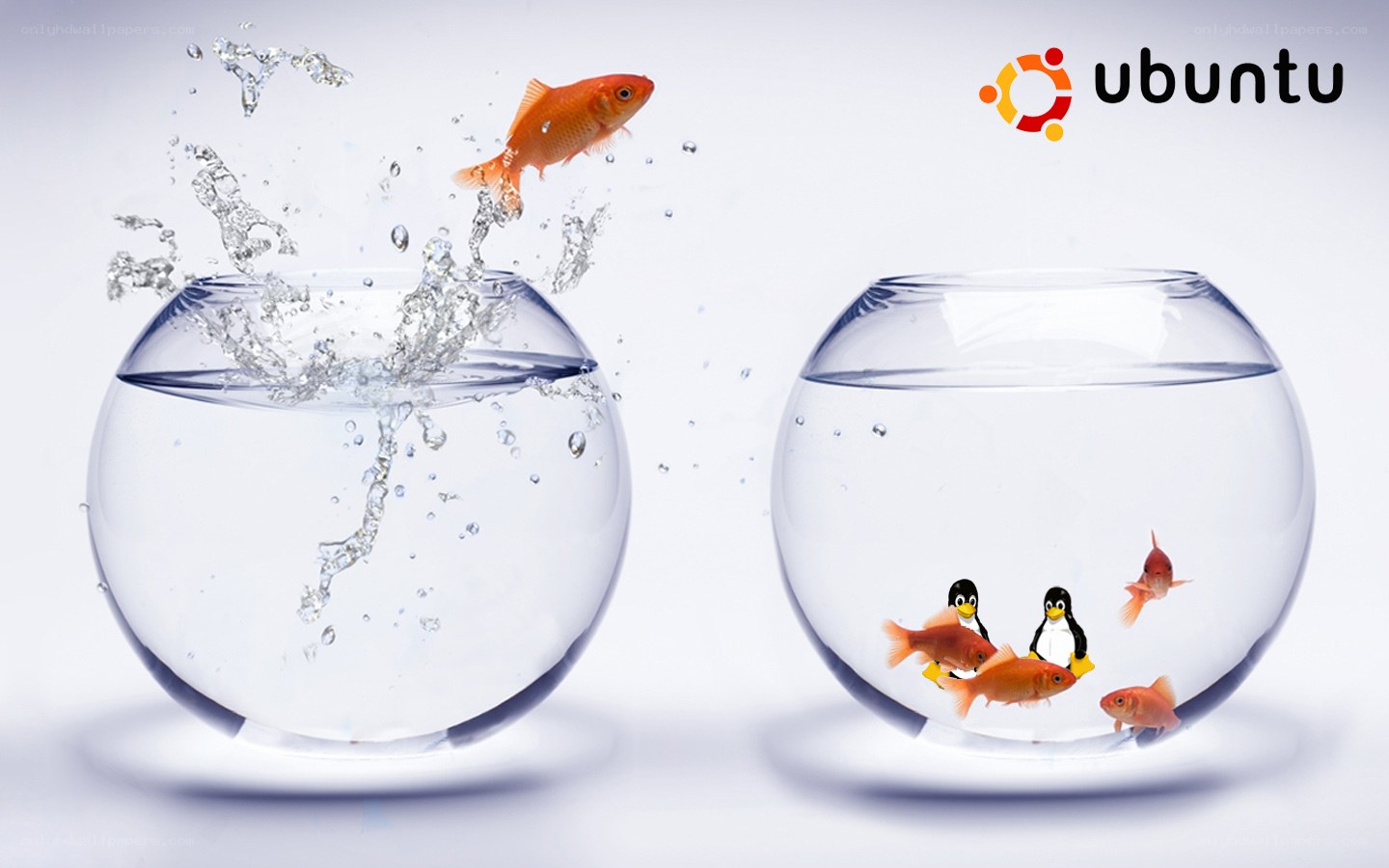 goldfish jumping between bowls