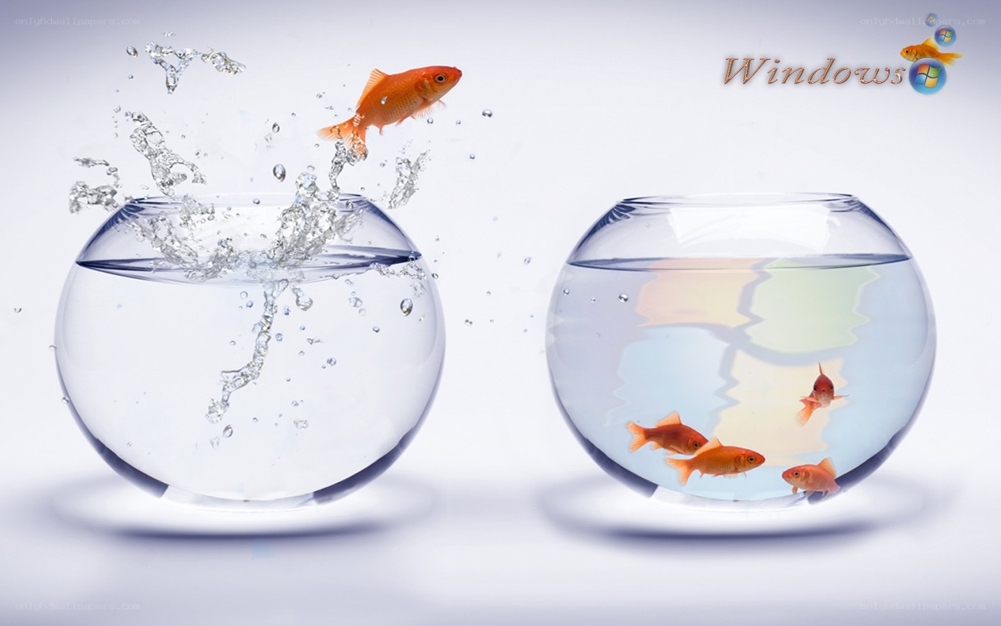 goldfish jumping between bowls