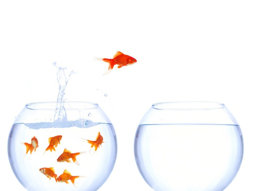 goldfish jumping between bowls