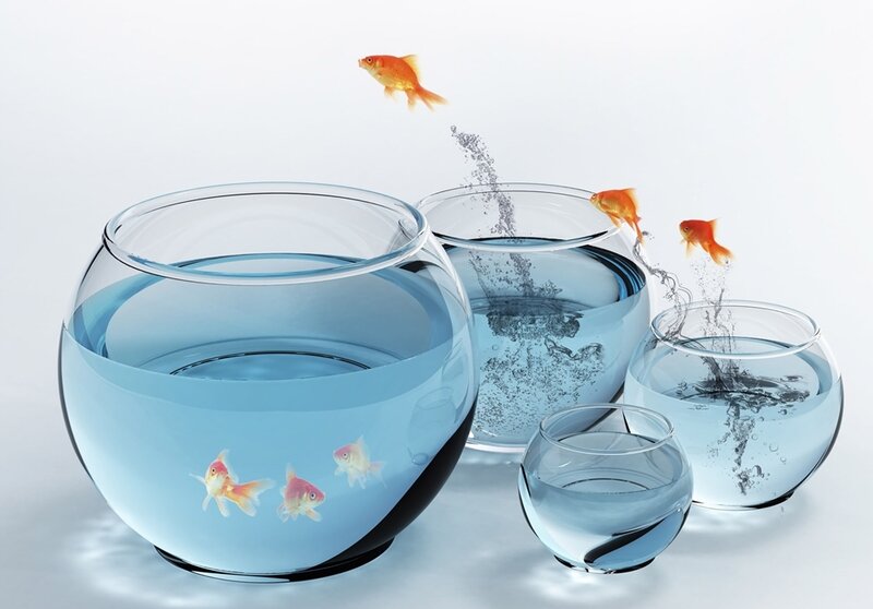 goldfish jumping between bowls