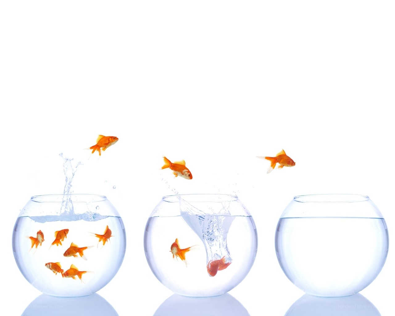 goldfish jumping between bowls