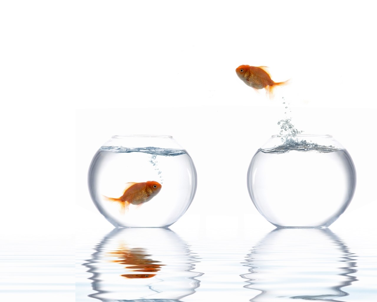 goldfish jumping between bowls