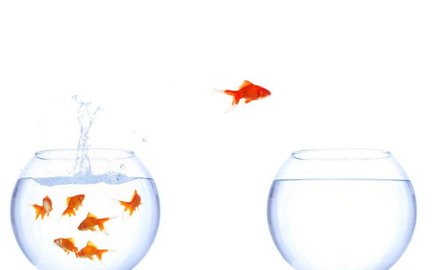 goldfish jumping between bowls