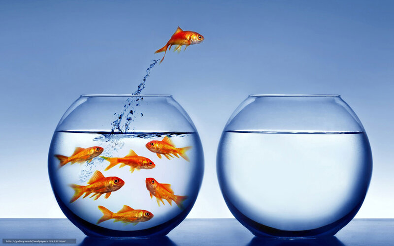 Goldfish Jumping Between Bowls — Blue, Dramatic, Photograph