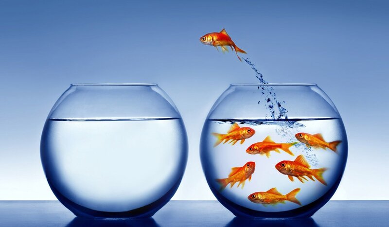 Goldfish Jumping Between Bowls — Blue