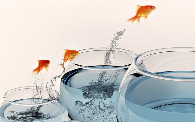 Goldfish Jumping Between Bowls — Orange