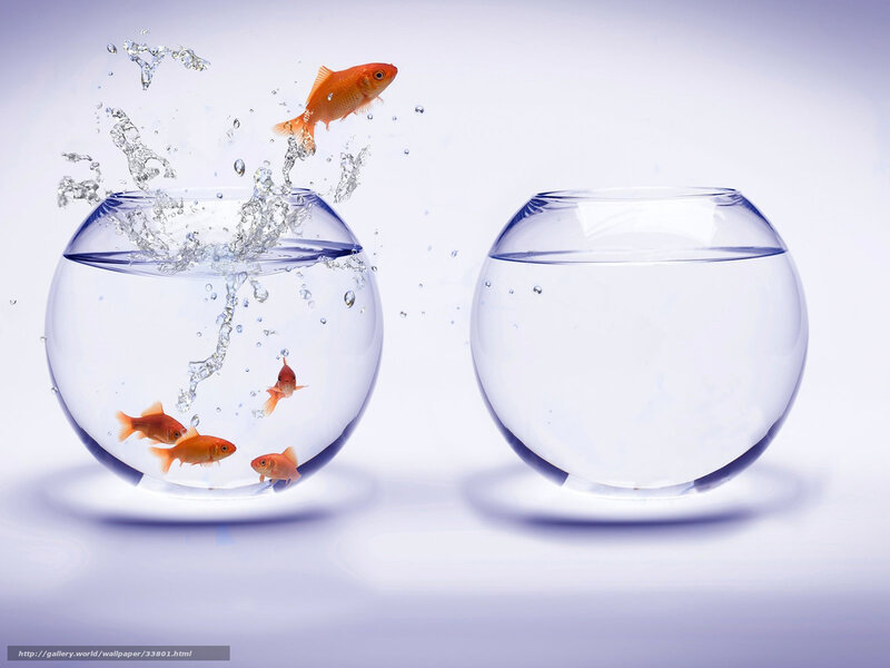 goldfish jumping between bowls