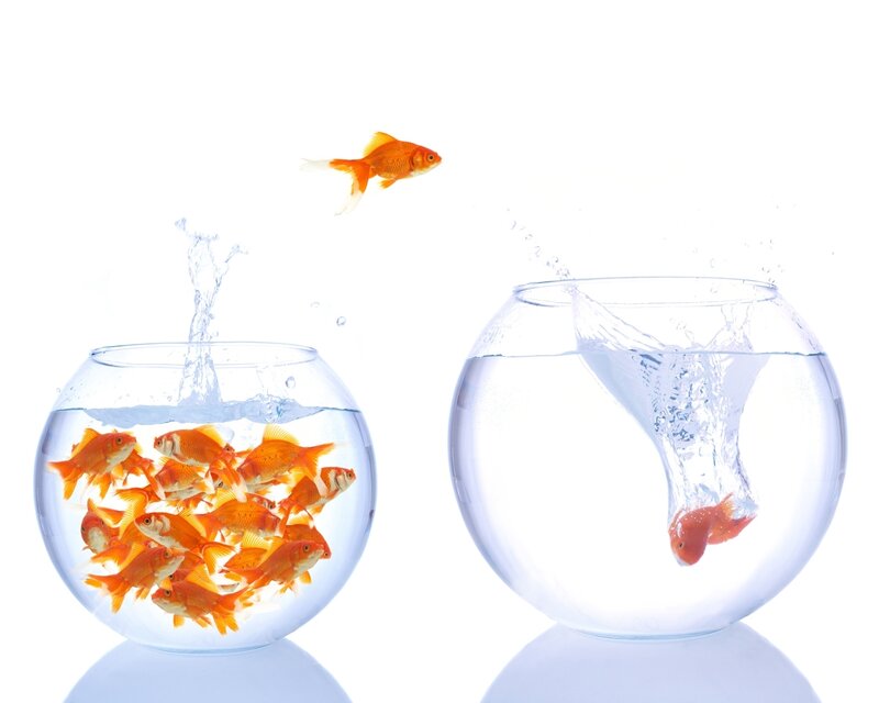 Goldfish Jumping Between Bowls — White, Dynamic, Photograph