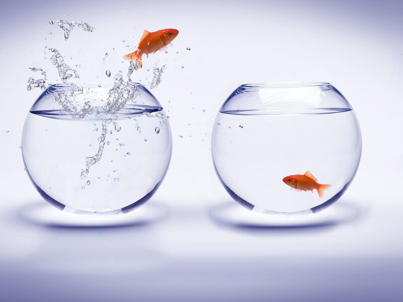 Goldfish Jumping Between Bowls — White, Dynamic