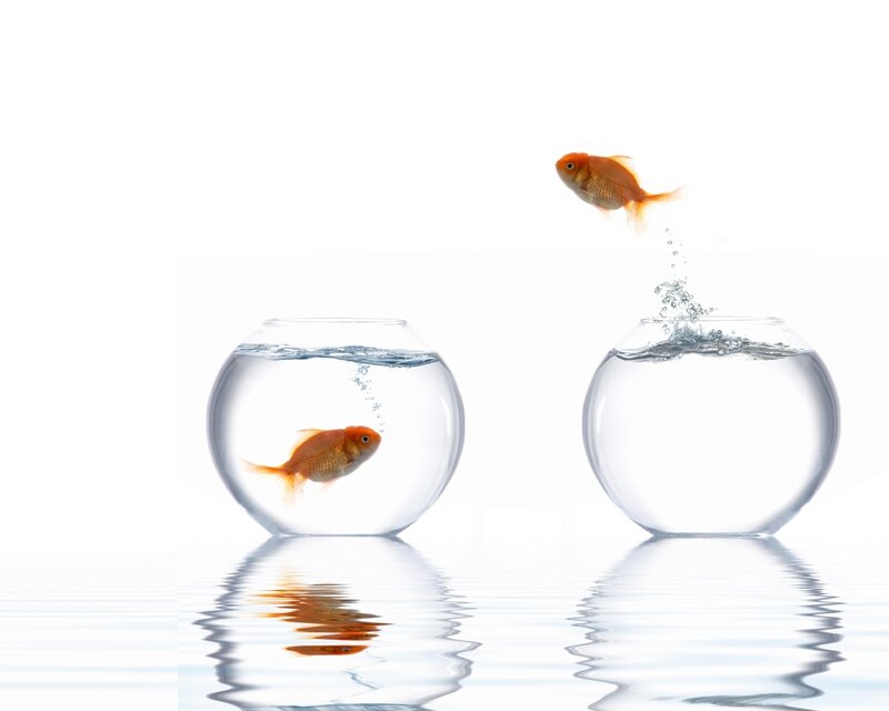 Goldfish Jumping Between Bowls — White, Serene, Photograph
