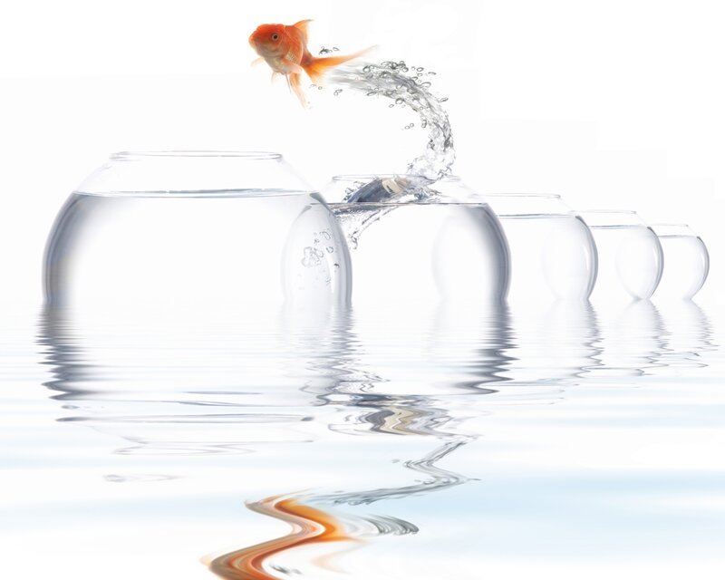 Goldfish Jumping Between Bowls — White, Serene