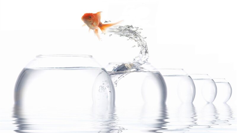 Goldfish Jumping Between Bowls — White