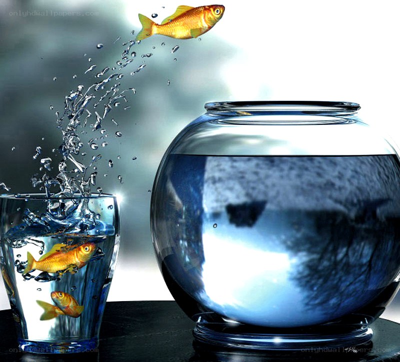 goldfish jumping between containers