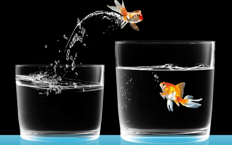 Goldfish Jumping Between Glasses — Black