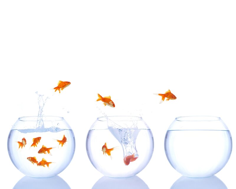 Goldfish Jumping Bowls — White