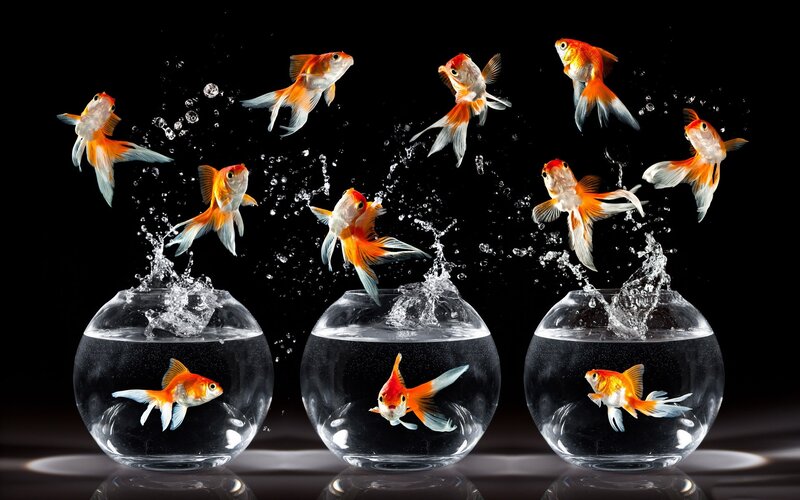 Goldfish Jumping from Bowls — Orange