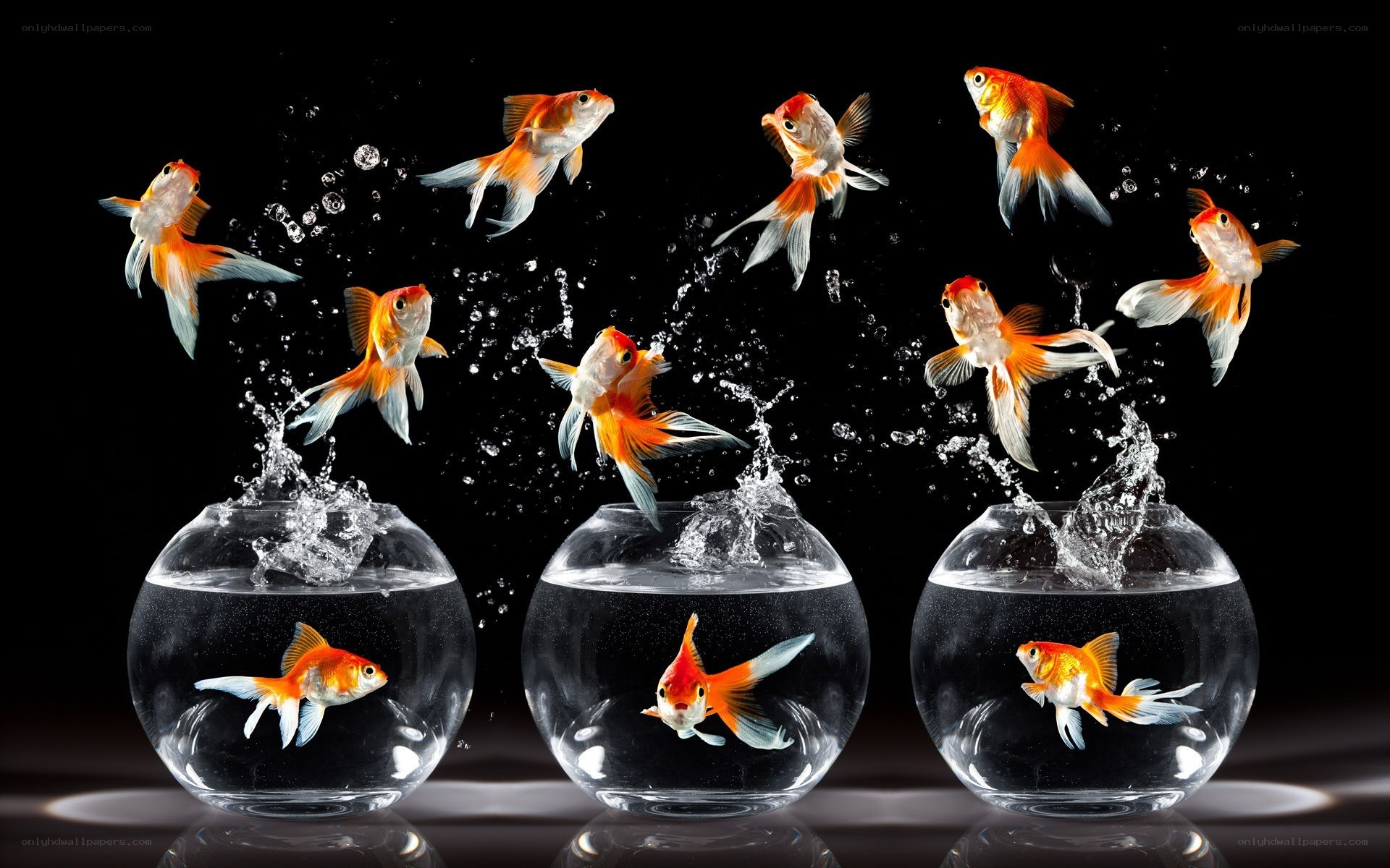 Goldfish jumping from bowls
