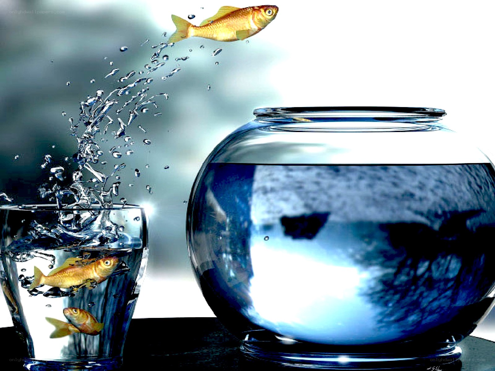 goldfish jumping from glass