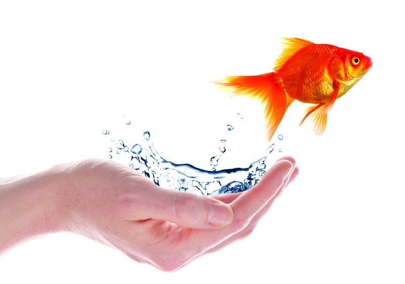 goldfish jumping from hand