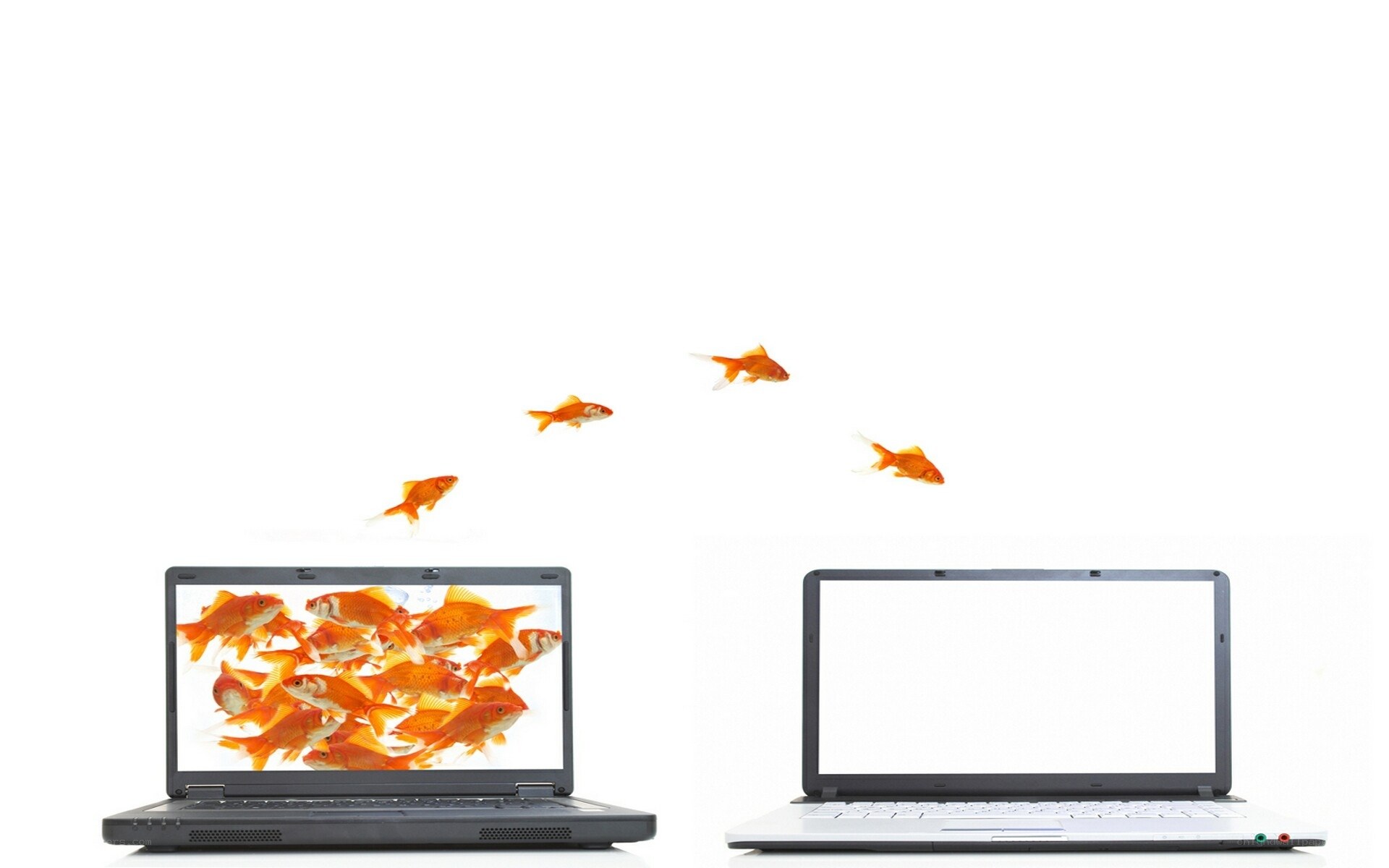 goldfish jumping from laptop